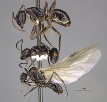 Media type: image;   Entomology 710233 Aspect: habitus lateral view